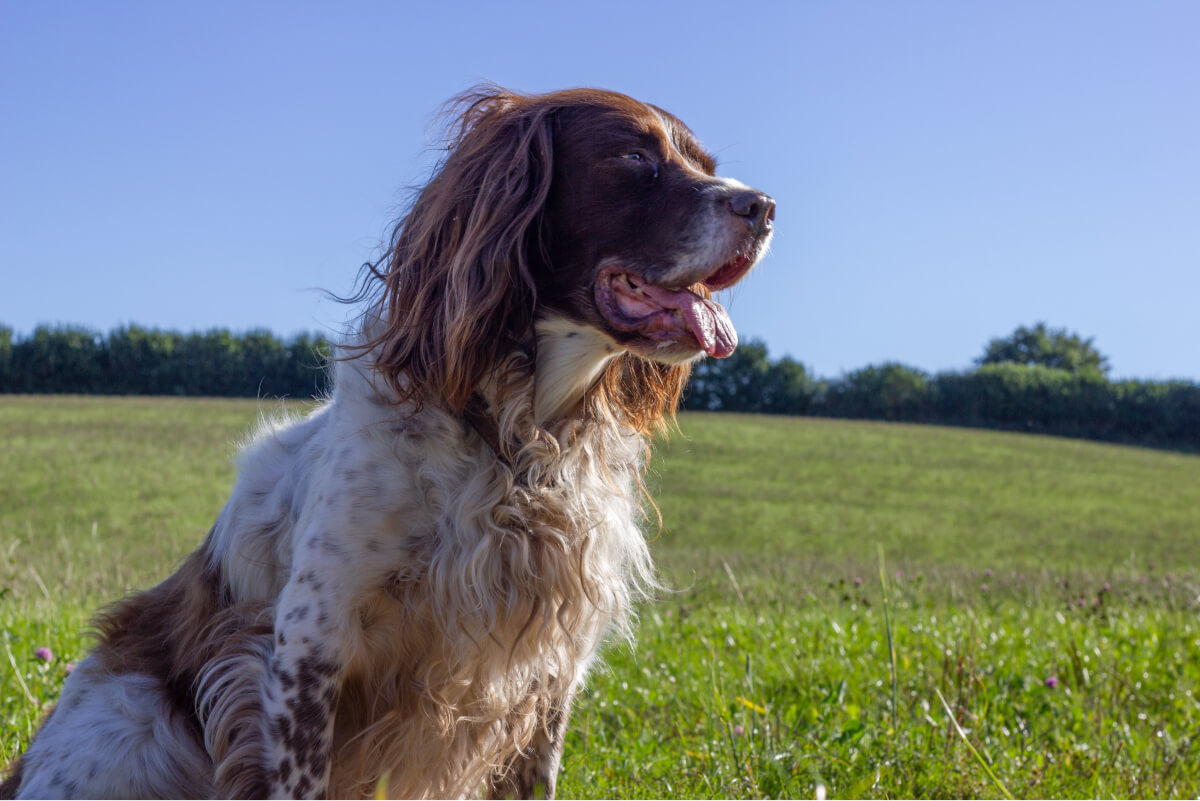Springer Spaniel Haircuts All Styles Explained Pictures Spaniel Advisor