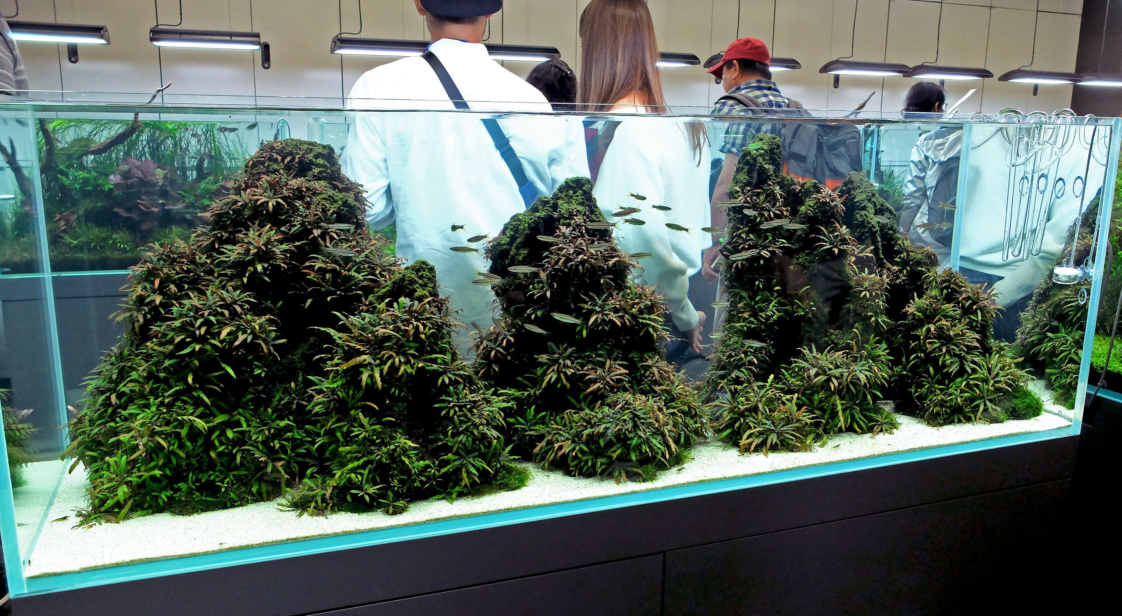 Planted aquarium with Hygrophila pinnatifida over lava rock