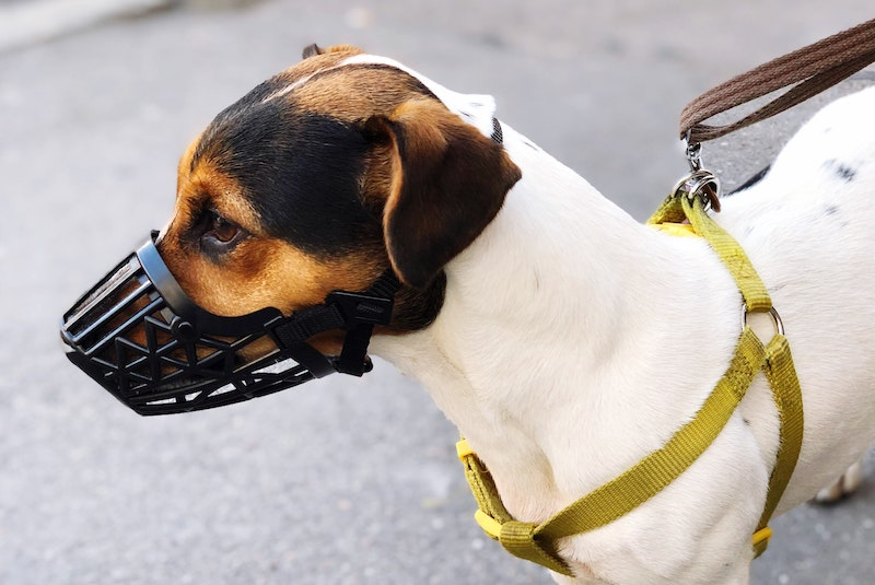 dog collars and harnessess
