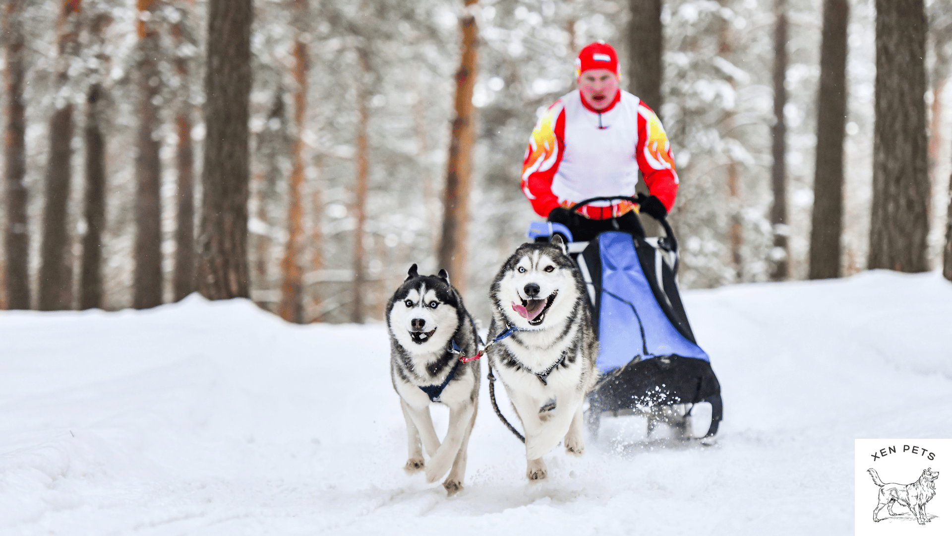 two huskies pulling a sled