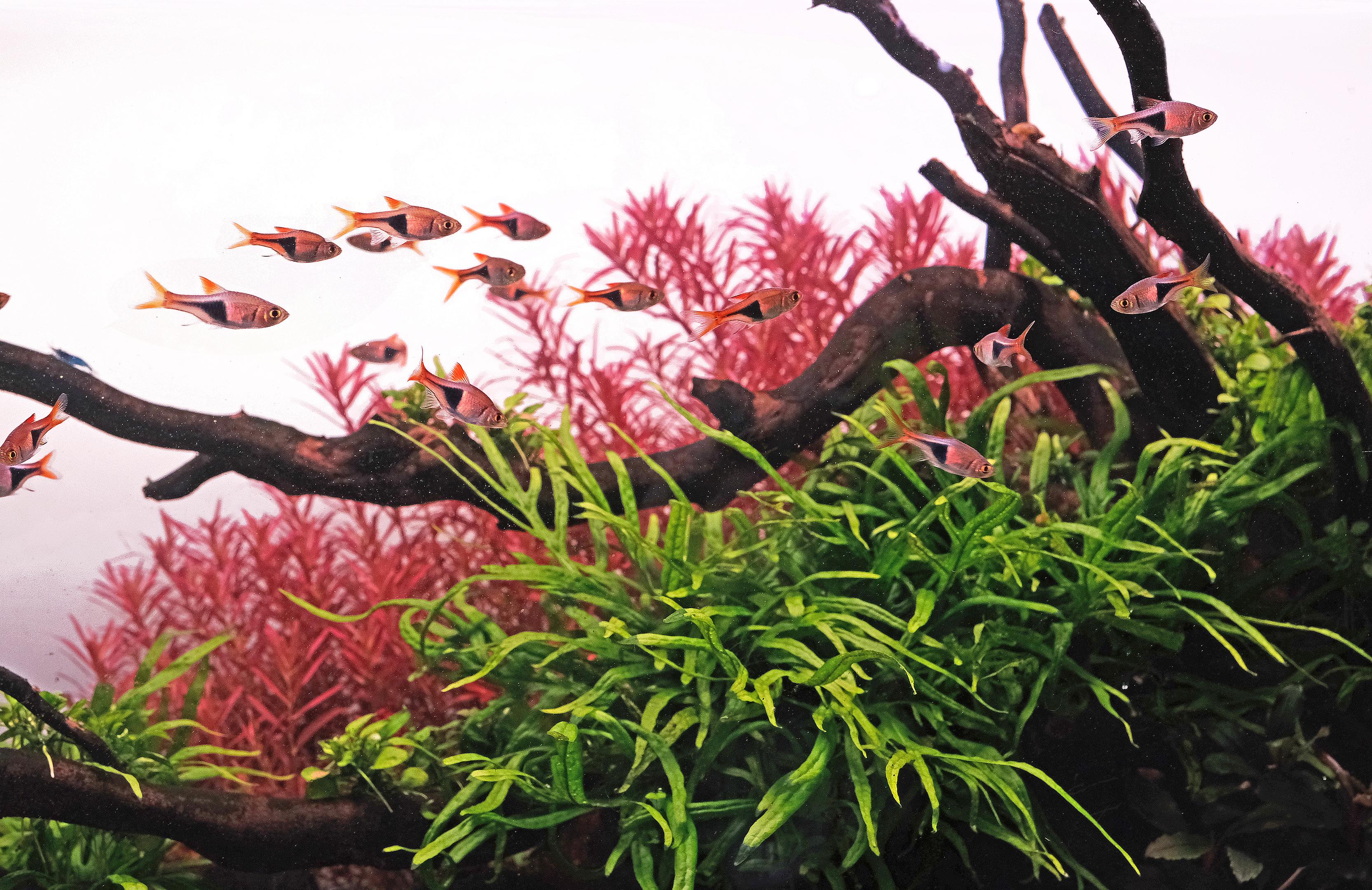 A school of Harlequin rasbora (Trigonostigma heteromorpha) in a freshwater aquarium with Rotala blood red sg and Java Fern Trident