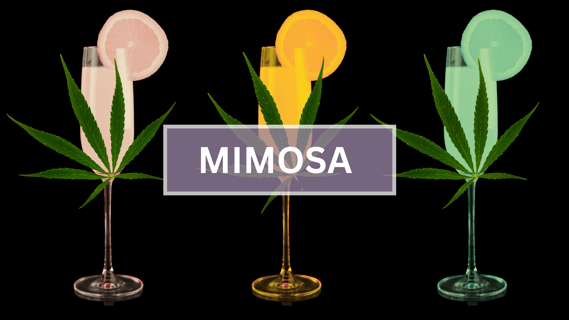 mimosas with cannabis leaves