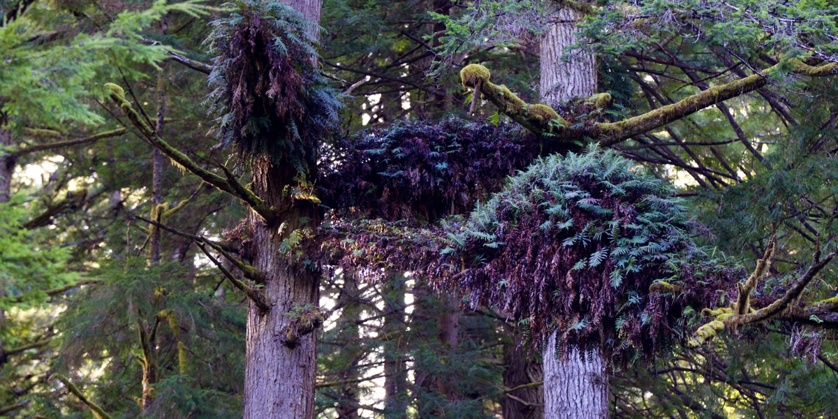  redwood canopy