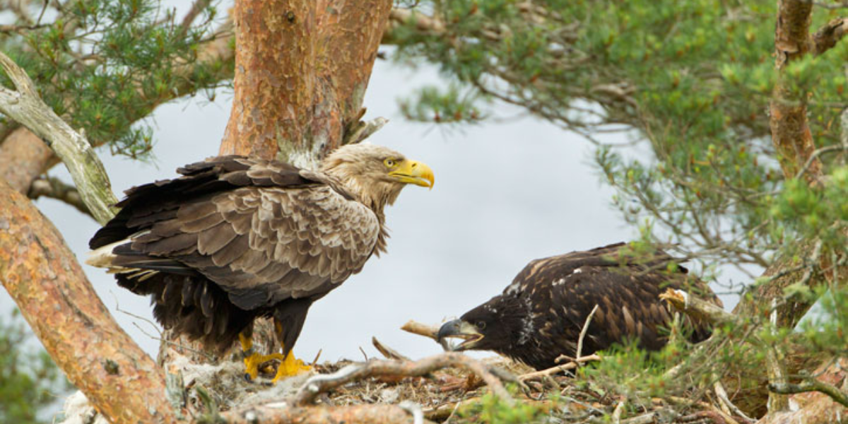 interesting animals in greenland