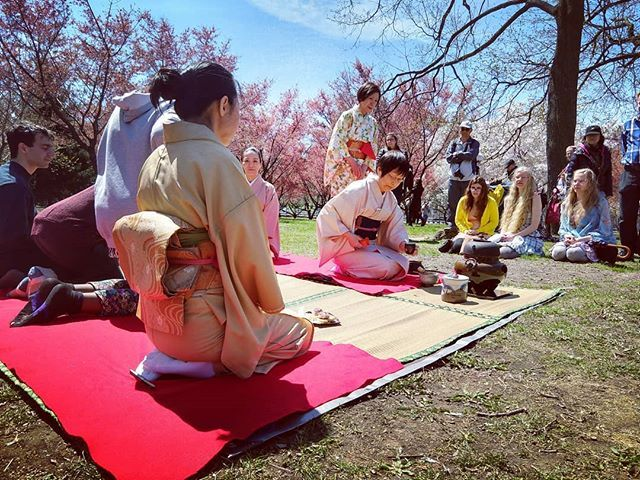 When Do Japanese Drink Sakura Tea