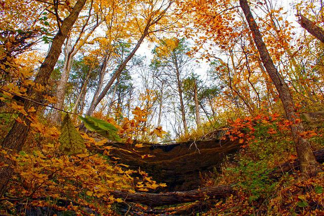 Brown County State Park Scenic Trail View