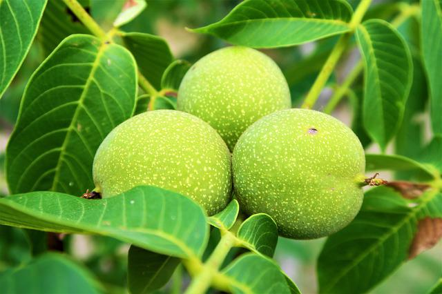 walnuts growing on a black walnut tree