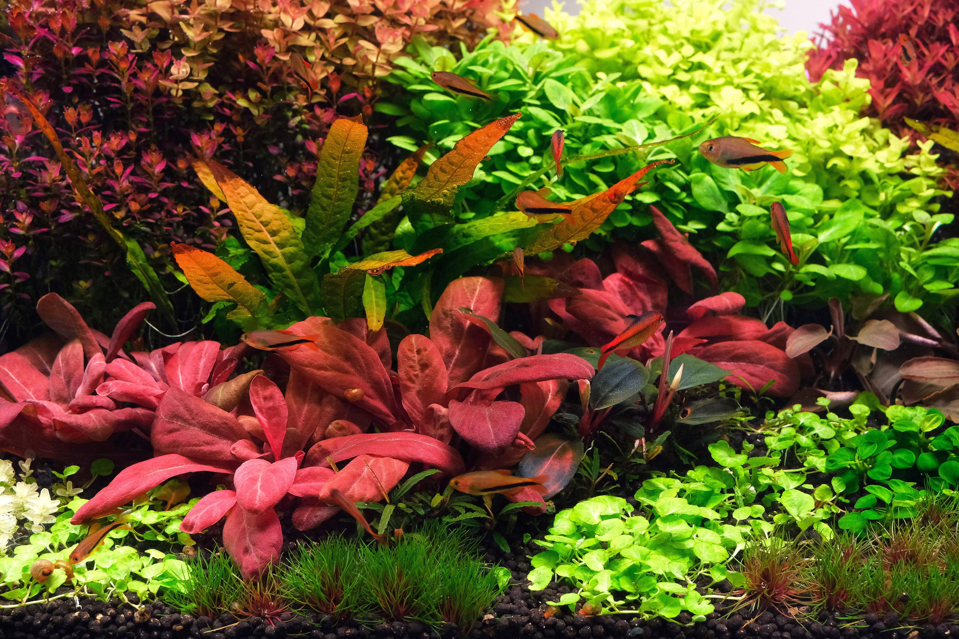 Java fern 'orange narrow' and Lysimachia parvifolia (Samolus parviflorus red)