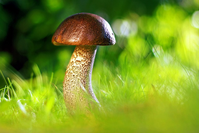 mushroom, autumn, growth
