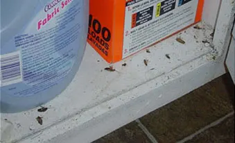 An image showing German Cockroaches under a counter.