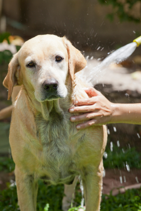 labrador retriever care, dog, other dogs like labrador