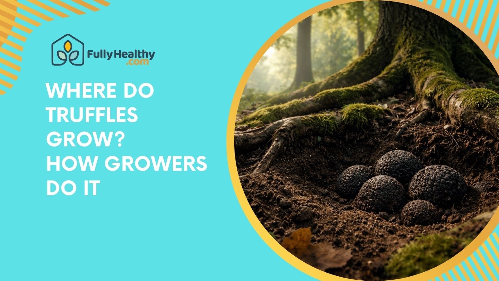 Where Do Truffles Grow? How Growers Do It