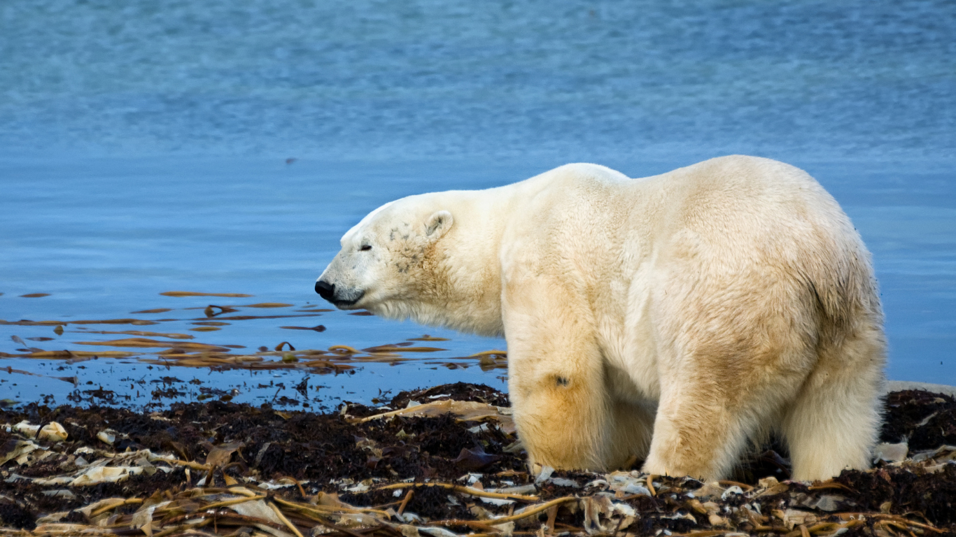 Polar Bear, Churchill, Manitoba - Picture by creighton359 on Canva https://www.canva.com/photos/MADAPr2MD0I/