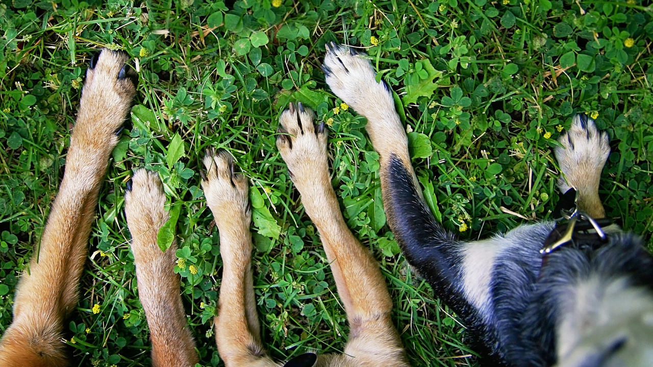 Eliminationsdiät Hund, Futtermittelallergie, Ausschlussdiät, Futter, Allergien
