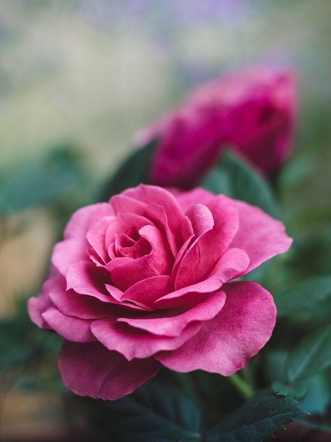 rose, flower, pink rose