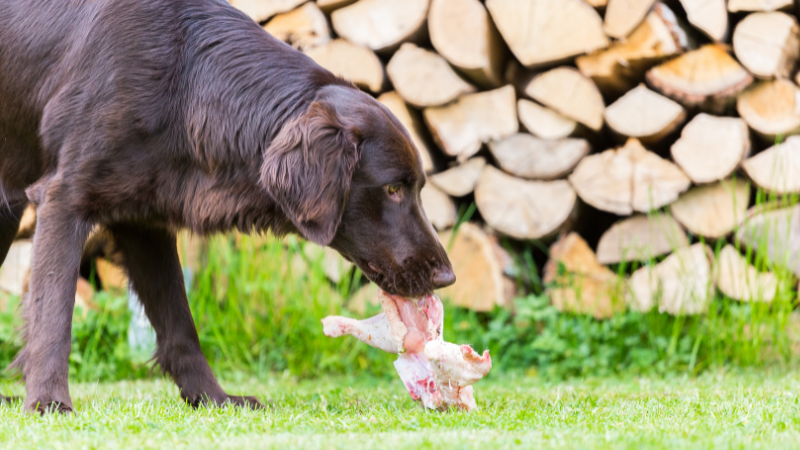 Dog throws up undigested food hours after eating sale