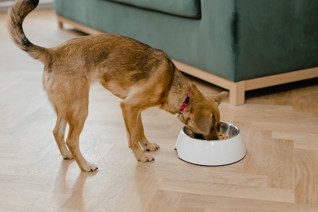 Can my clearance dog eat celery