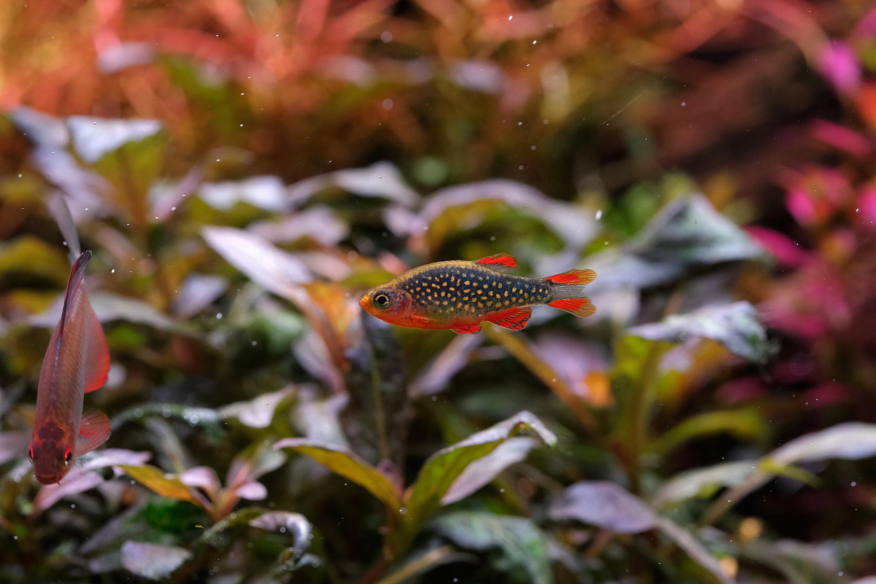 Close up picture of Celestial pearl danios (Celestichthys margaritatus)