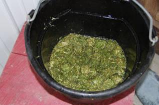 soaked hay cubes