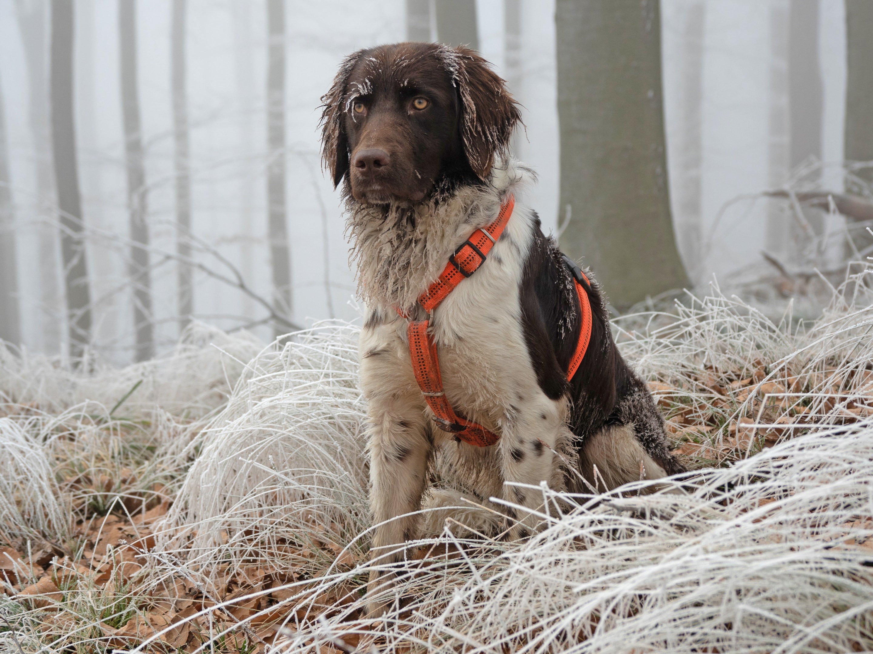 A Small Munsterlander against a backdrop of a snowy forest