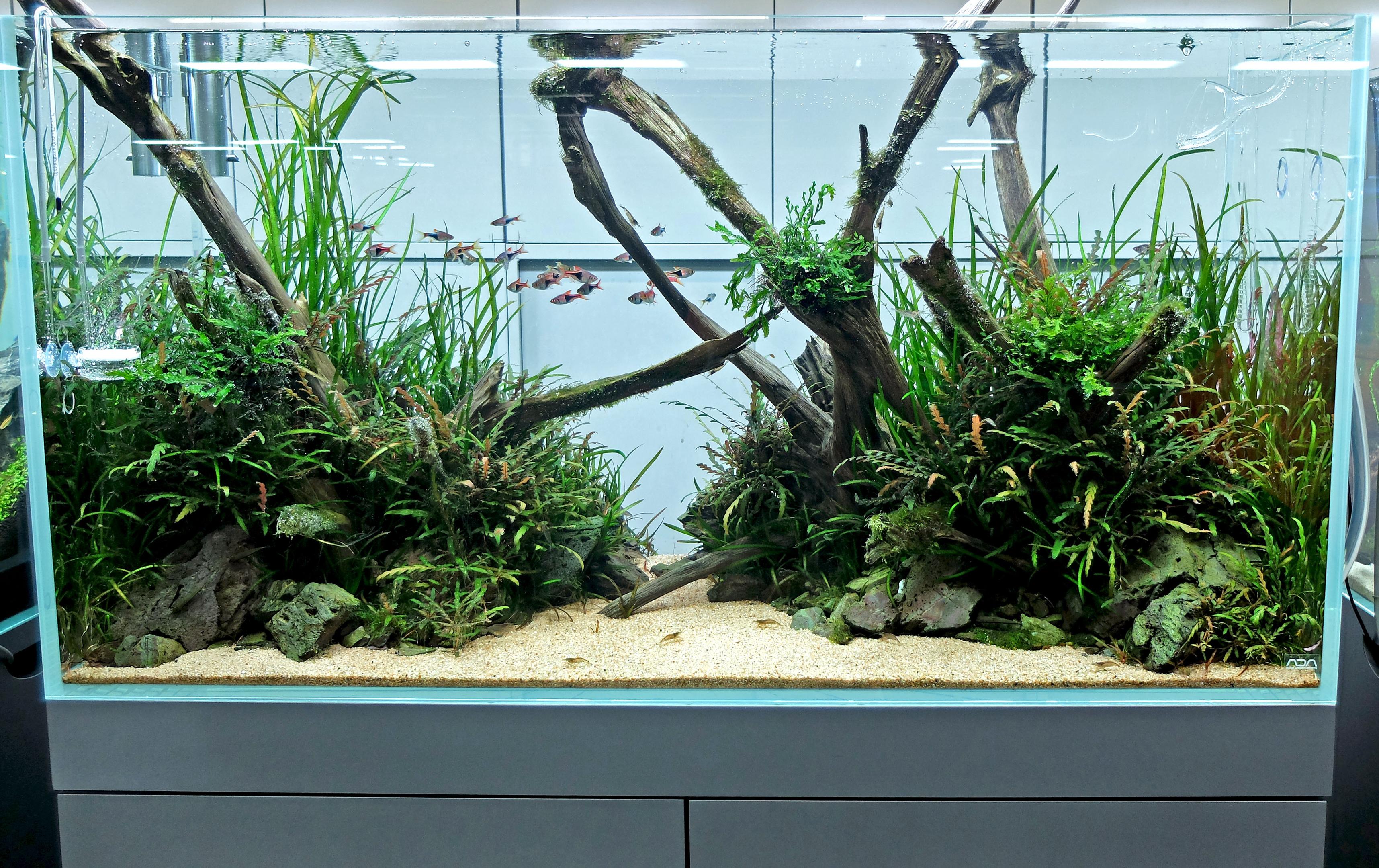 Wood aquascape with Hygrophila pinnatifida