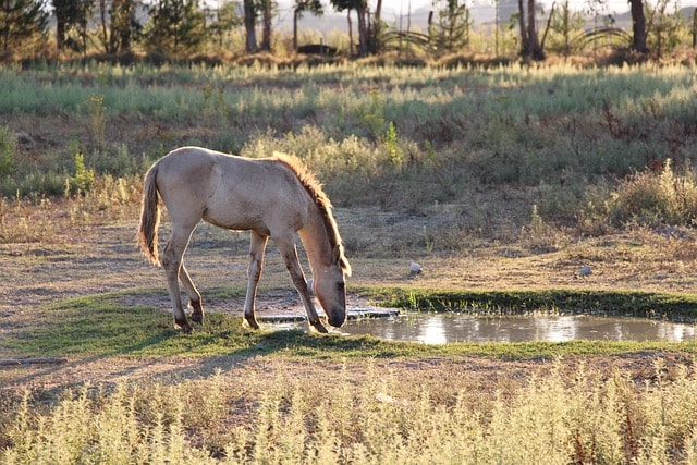 horse, nature, sray