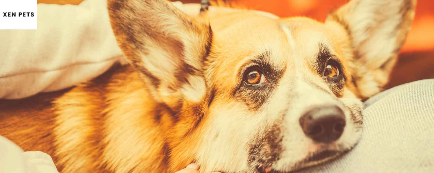 Septic Arthritis In Dogs