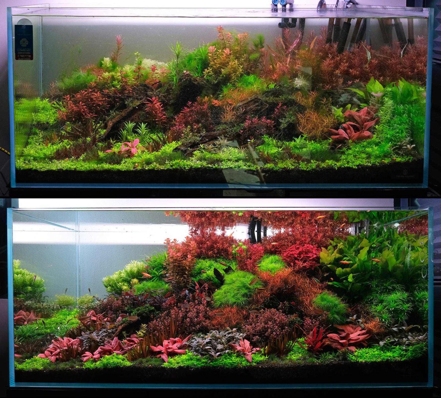 2Hr Aquarist Dutch Tank with algae, before and after recovery.