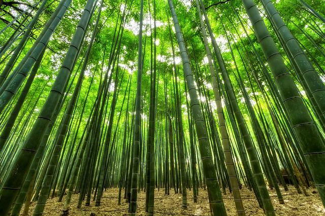 bamboo fiber, eco friendly floss
