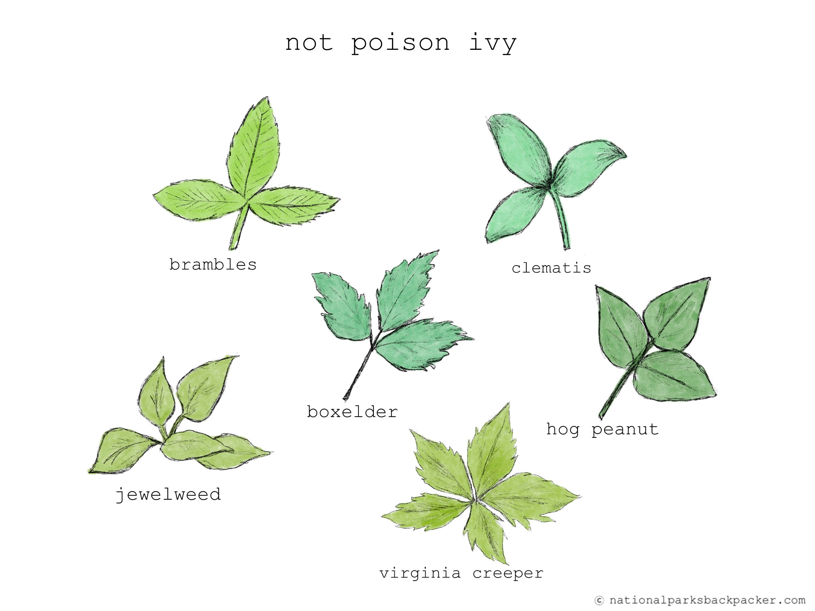 How To Spot Poison Ivy National Parks Backpacker   332c4359 Ec26 4113 B2ca 89f913f42946 