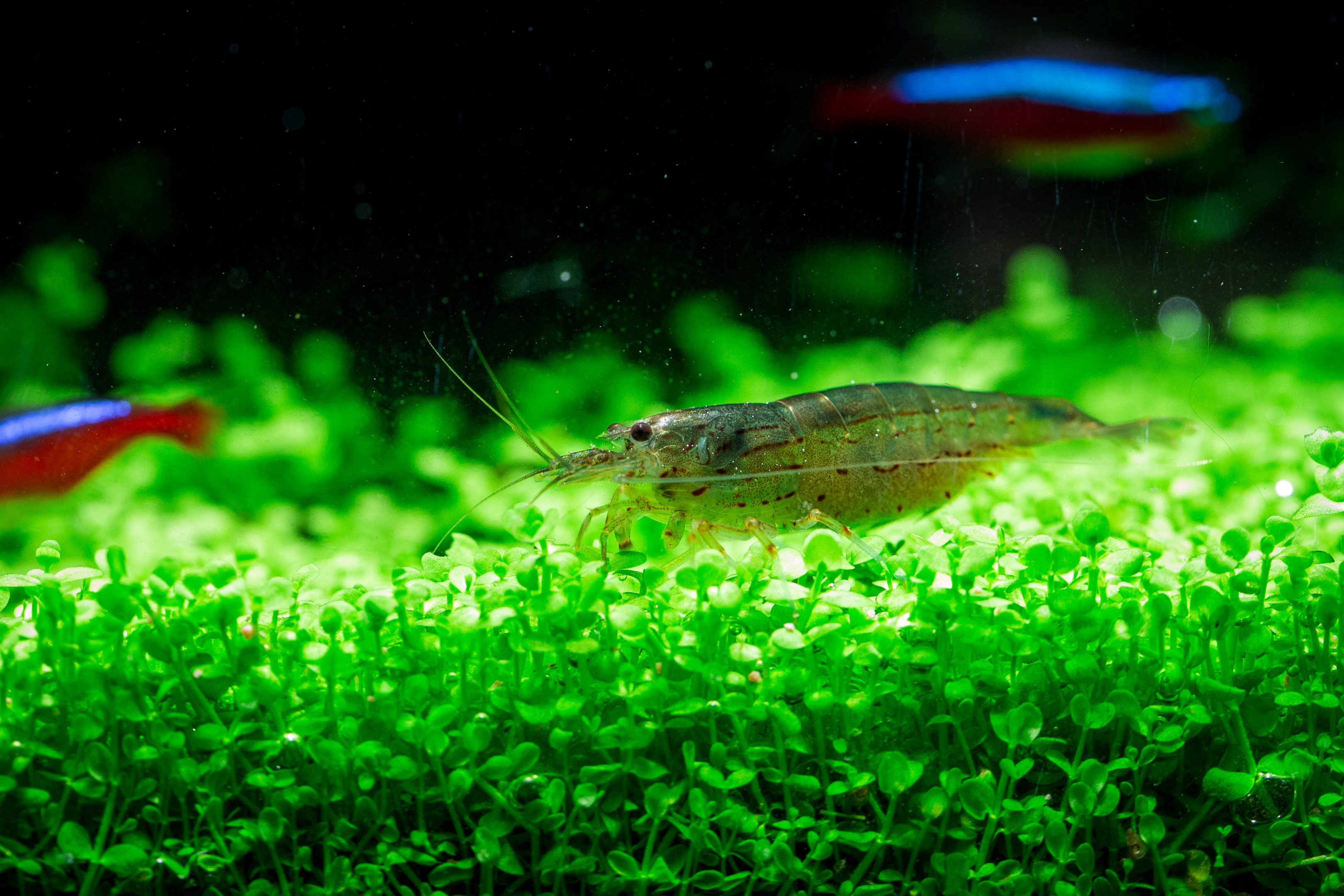 Amano shrimps are adept at consuming algae