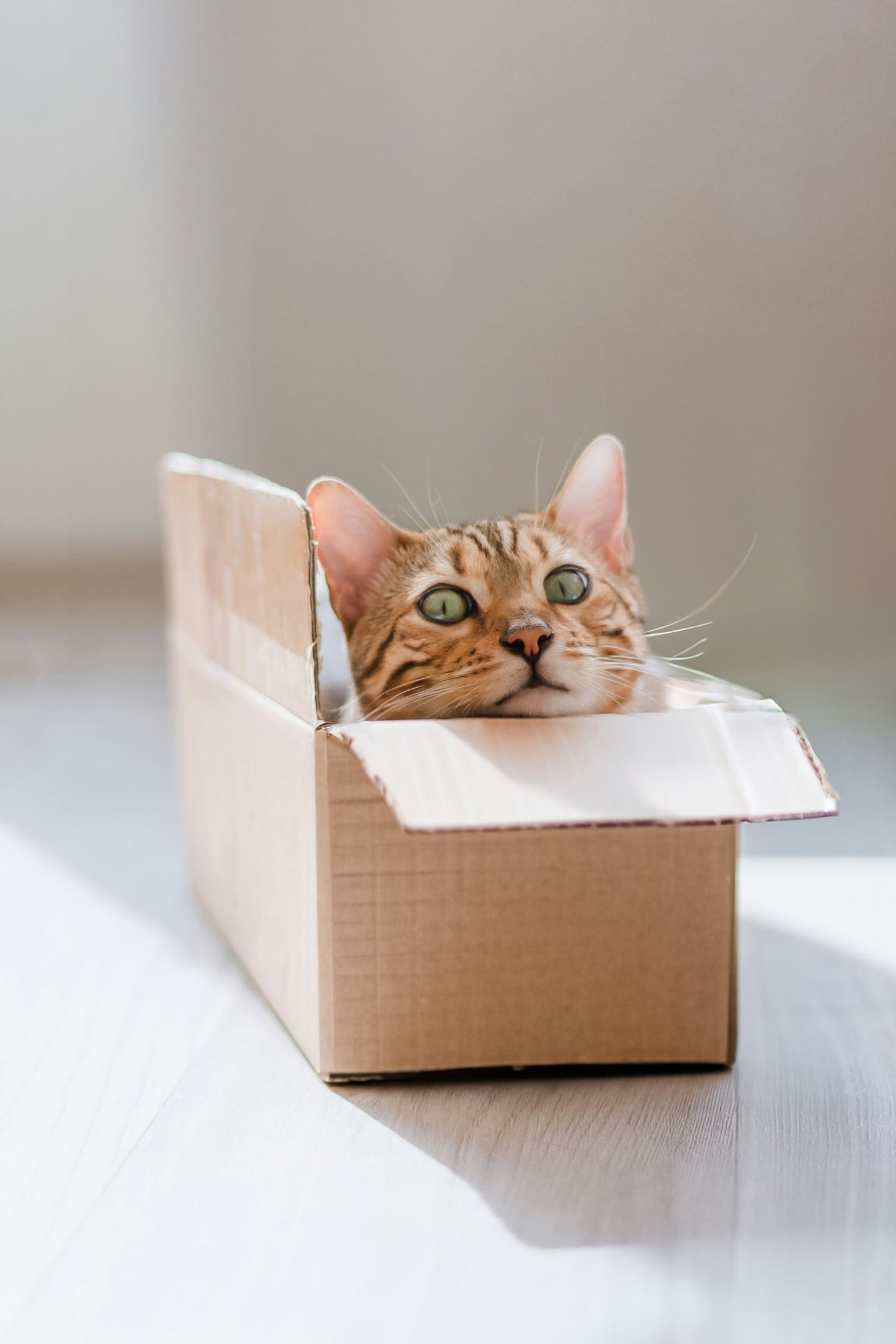 Moving with pets
