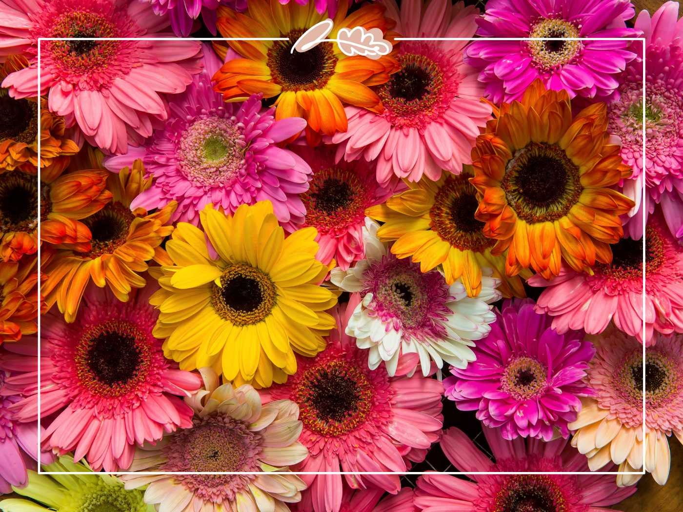 A vibrant and colorful collection of assorted flowers, featuring a beautiful mix of gerbera daisies. Fabulous Flowers and Gifts.