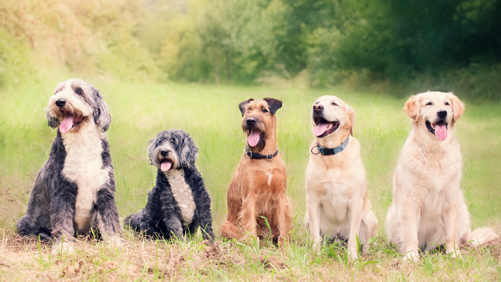 Leaky Gut Hund, Leaky Gut Syndrom beim Hund, Darm, Hund,