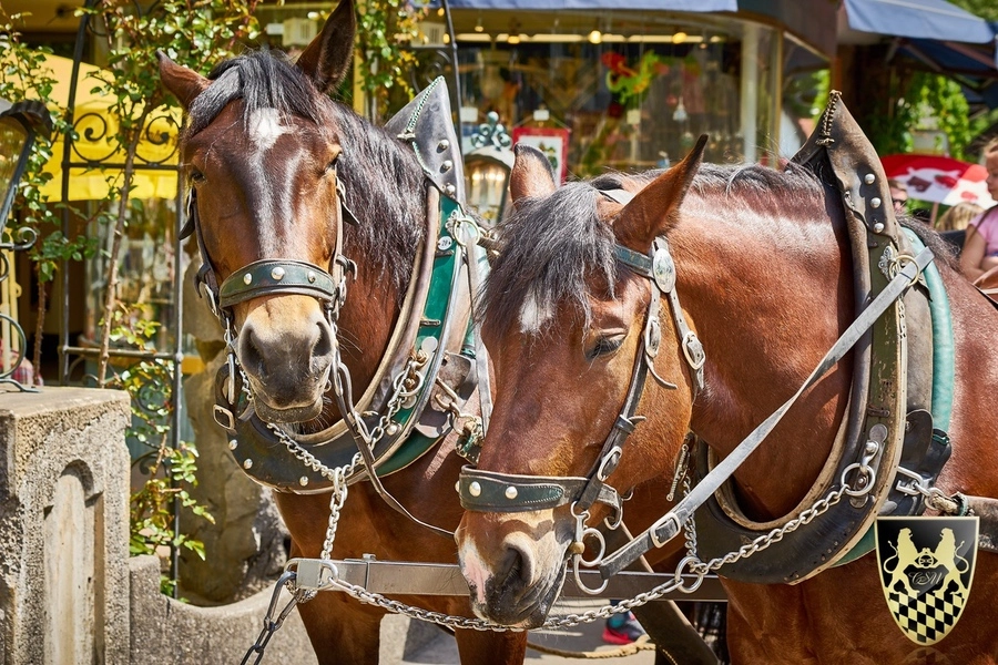 Sightseeing services with chauffeur and vehicle