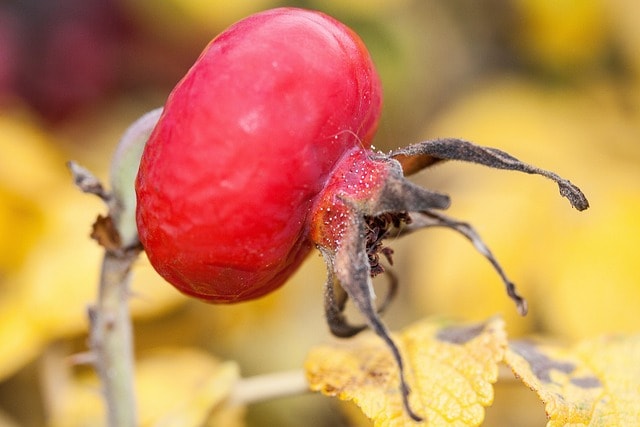 rose hip, rosa canina, fruit, red, dog rose, nature, plant, roses, fall