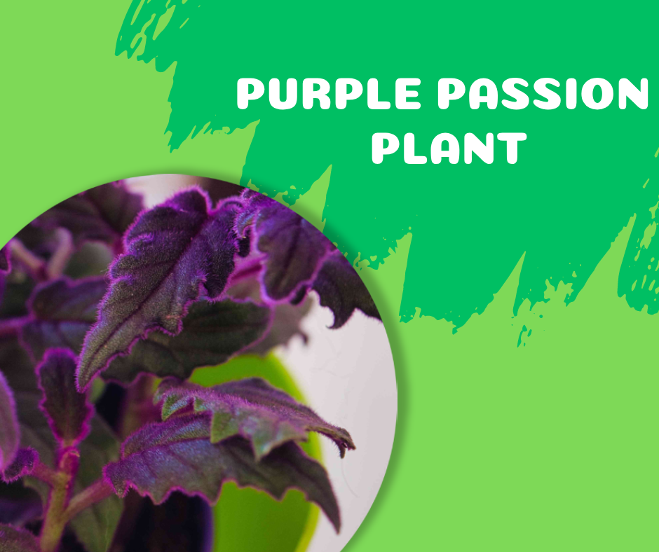 velvet plant, purple passion
