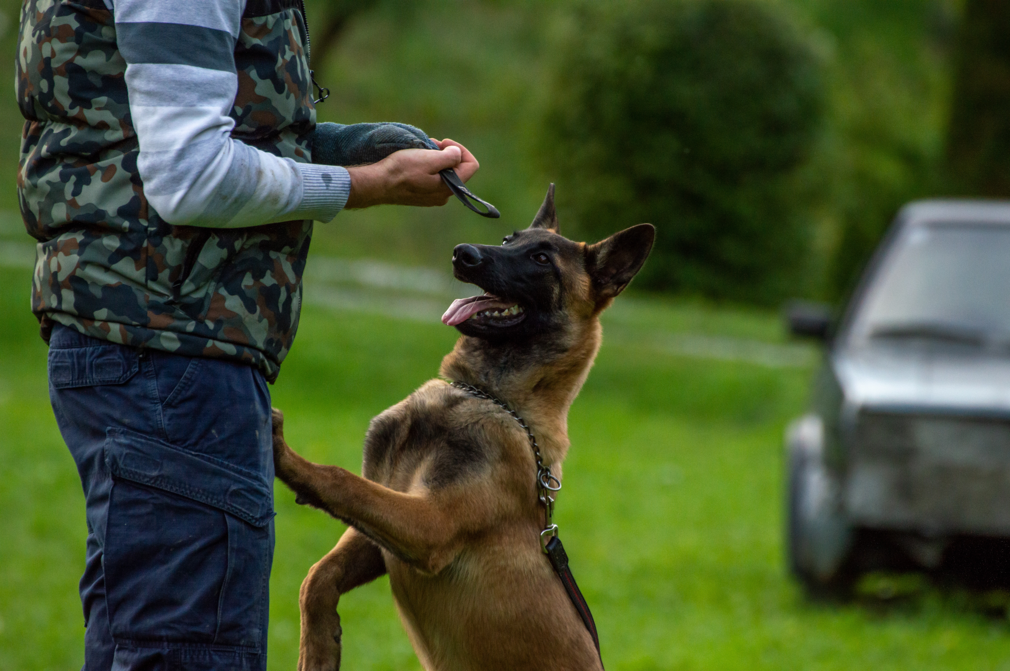 Obedience dog training or program.