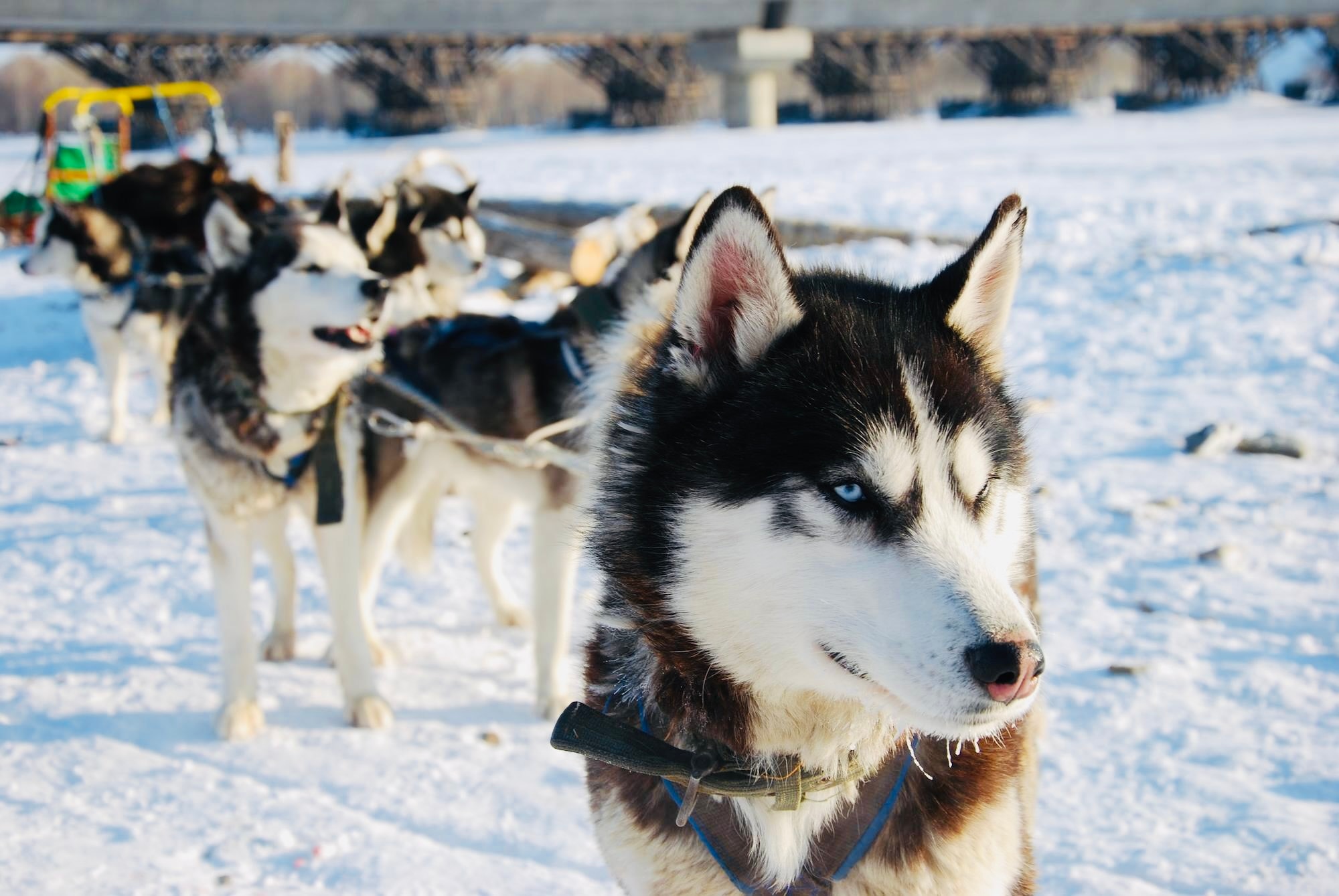 Huskies lined up, ready for a snowy adventure, dog sledding.