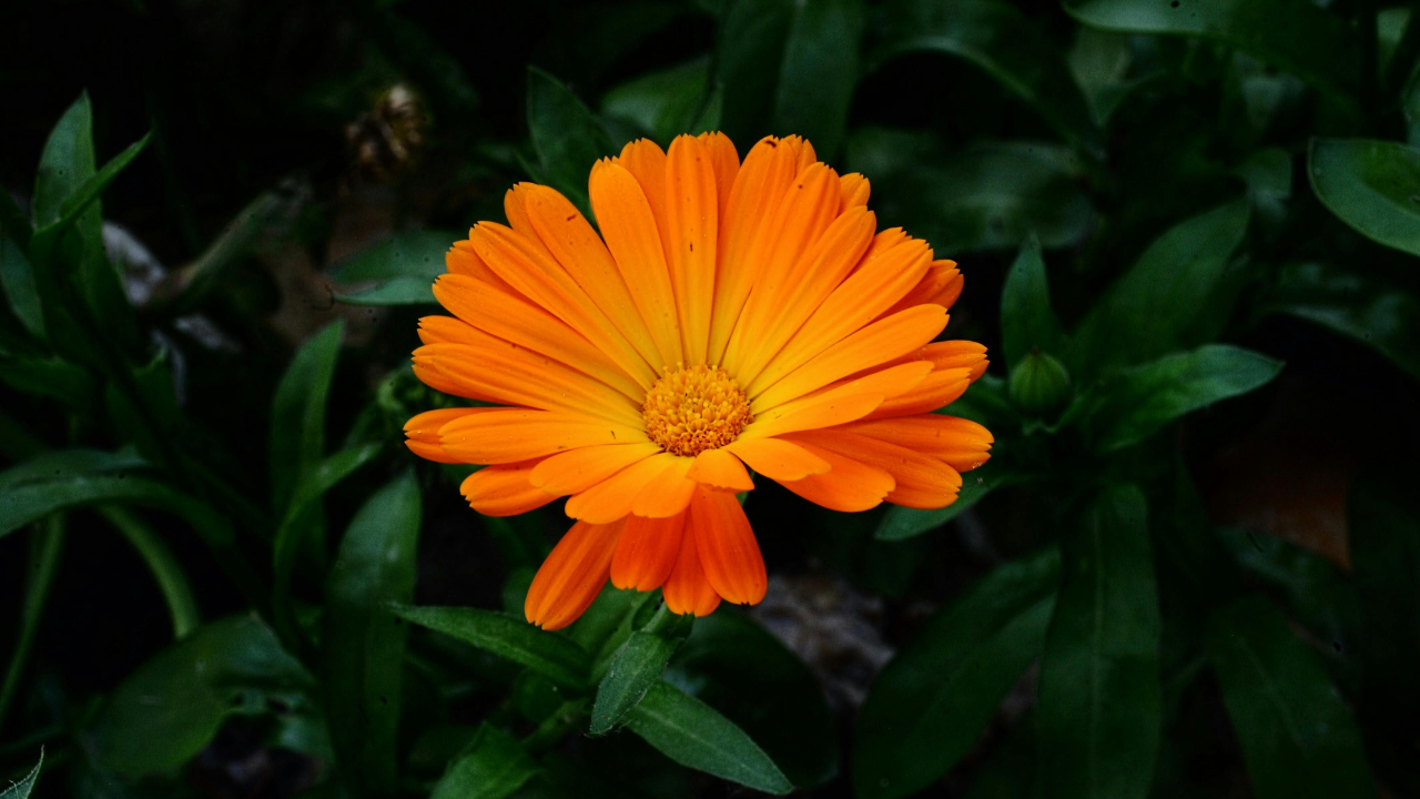 calendula