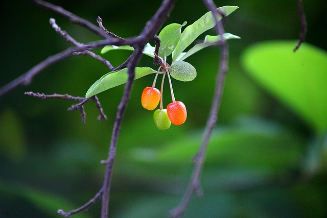 nature, leaf, tree