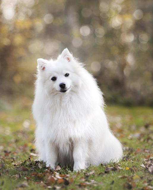 Cute white fluffy dog 2024 names