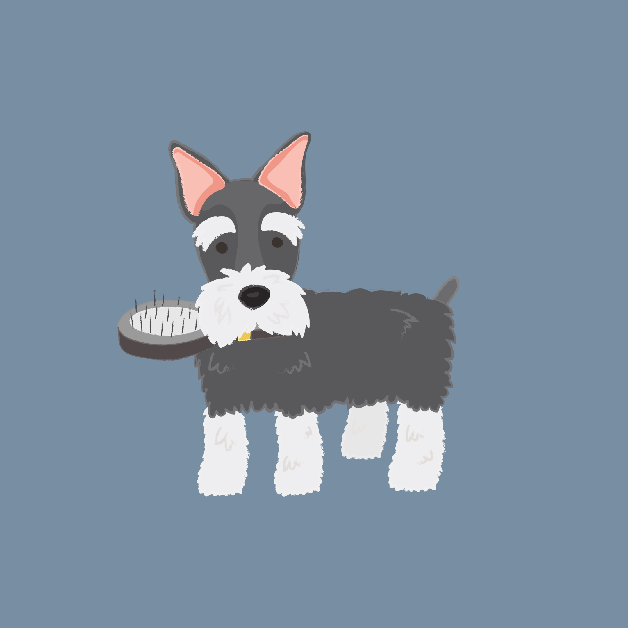 miniature schnauzer, great family pets, miniature schnauzer's grooming