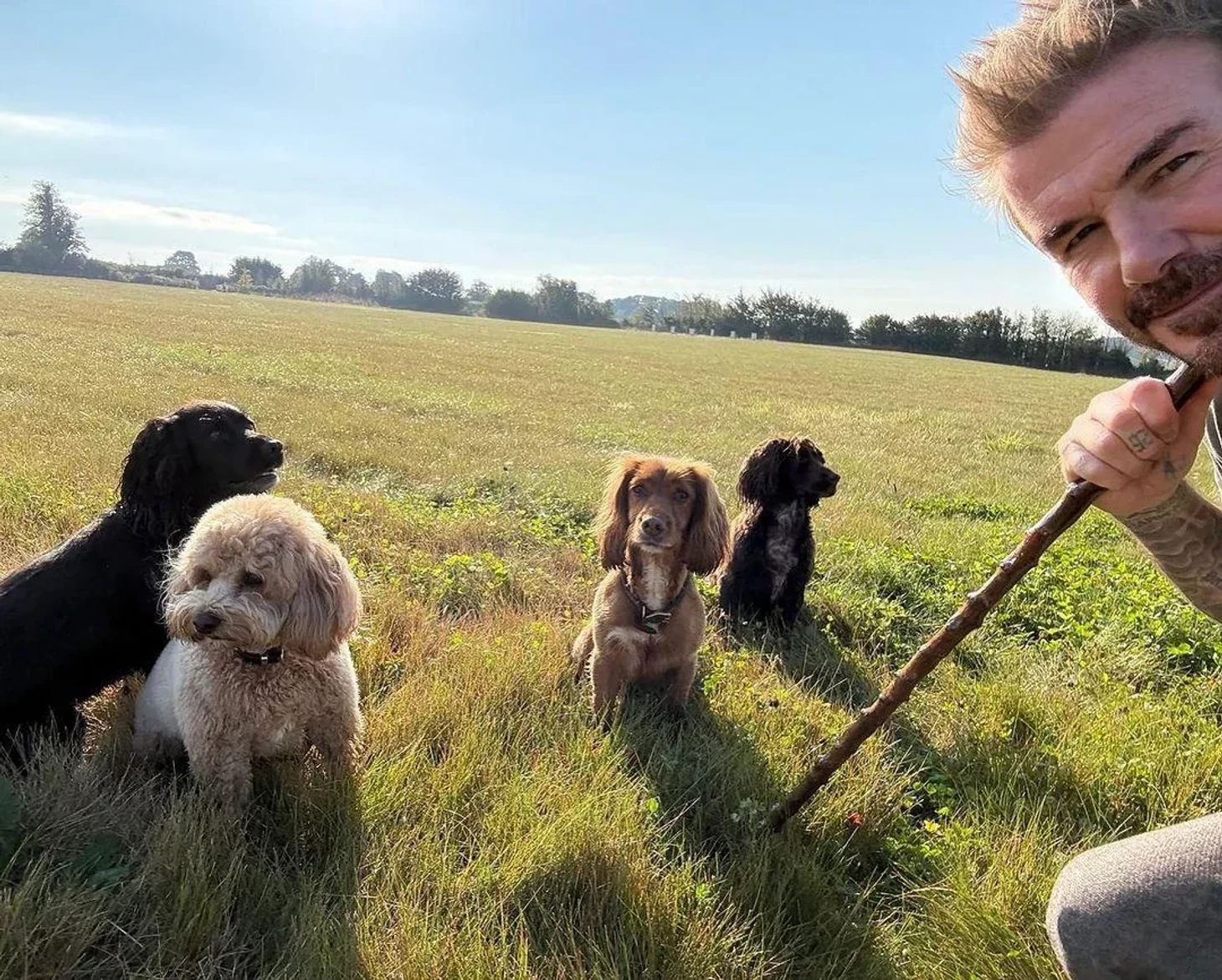 David Beckham and his dogs