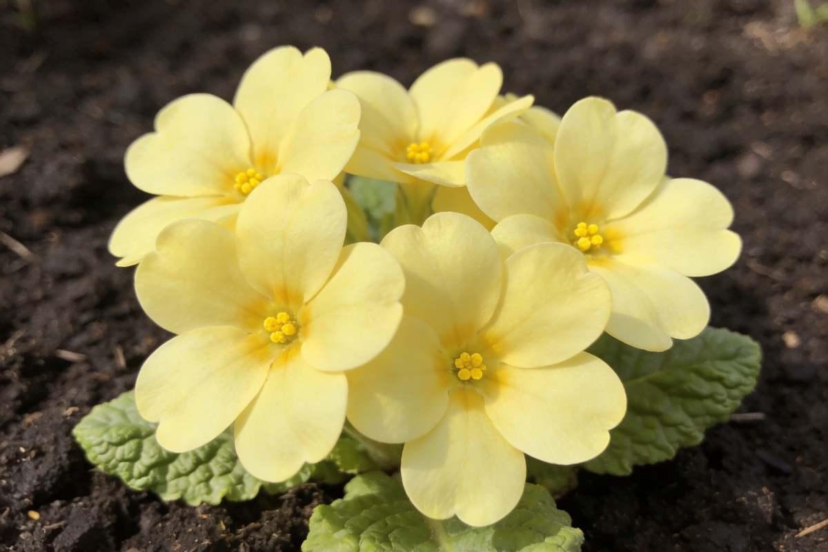 Yellow primrose flowers in full bloom with crinkled green rosette leaves — February birth flower