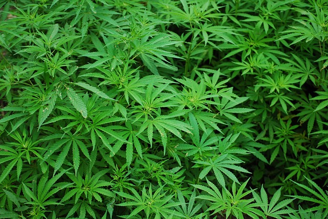foliage, cannabis, marijuana