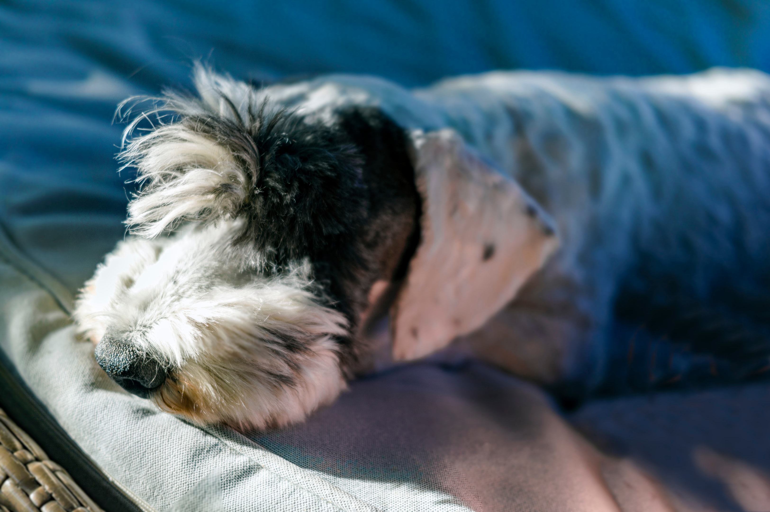 A sleepy Sealyham