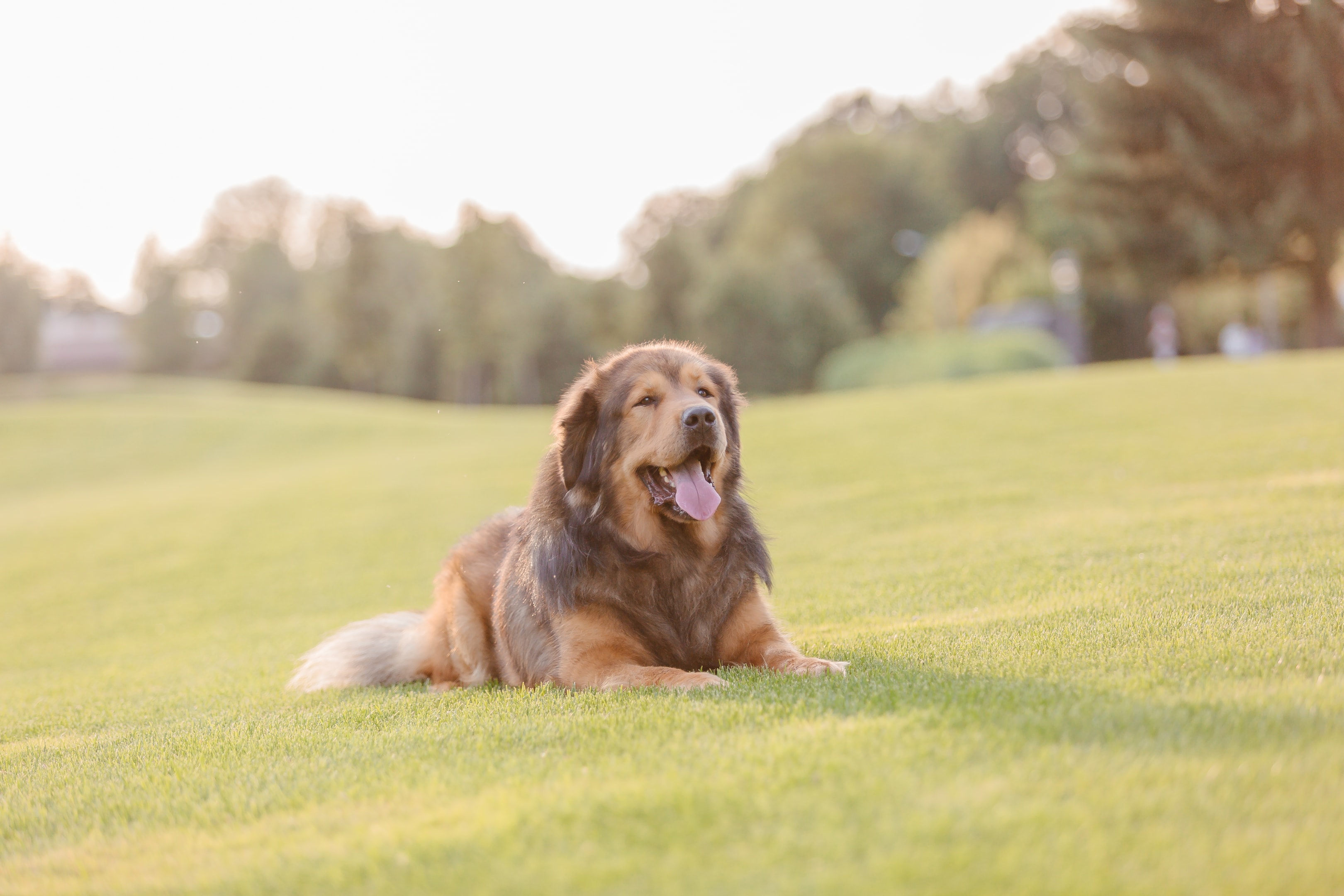 tibetan mastiffs eat a lot to maintain their healthy shape and size