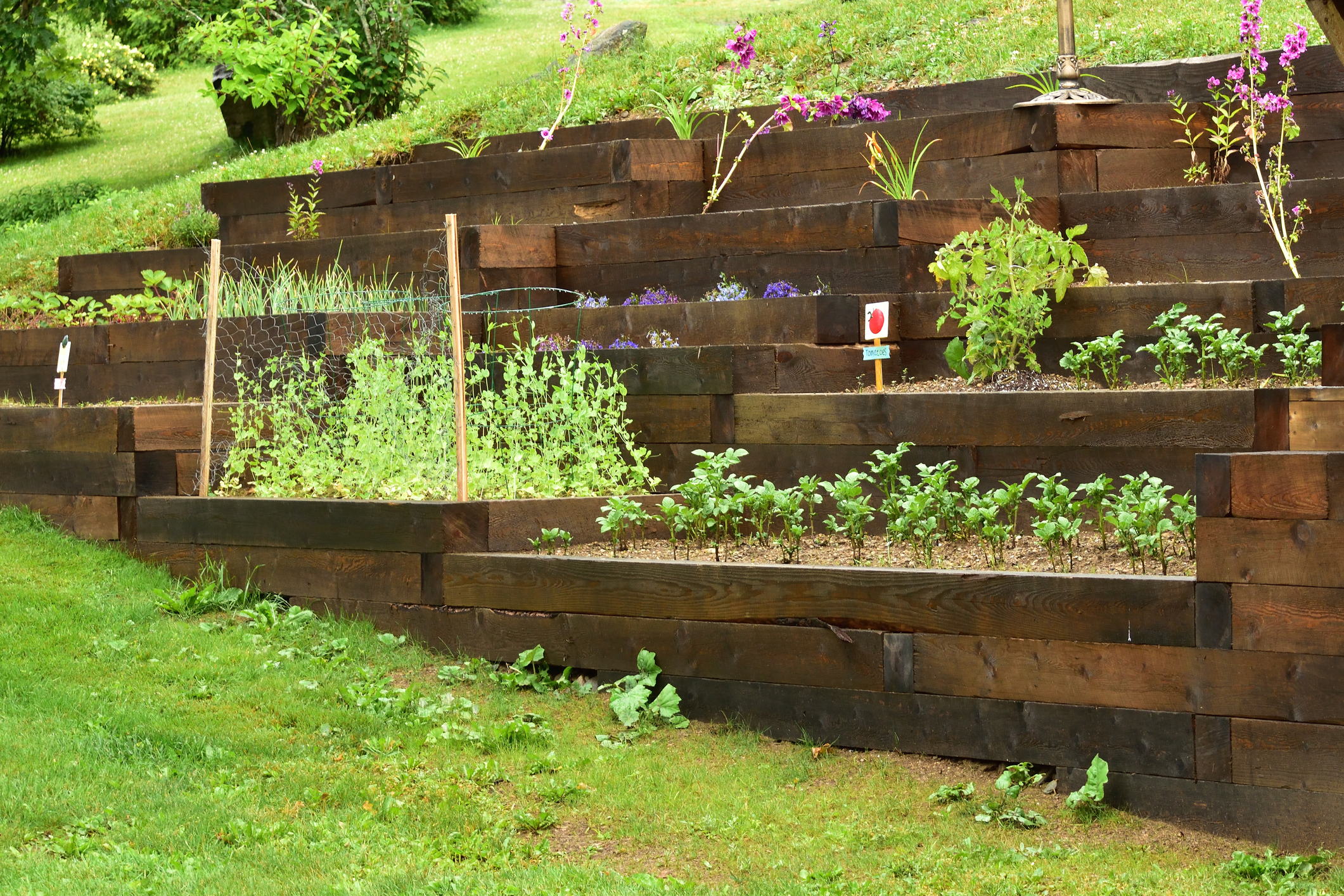 Landscape timber or wood retaining wall engineered with built in planters for garden beds