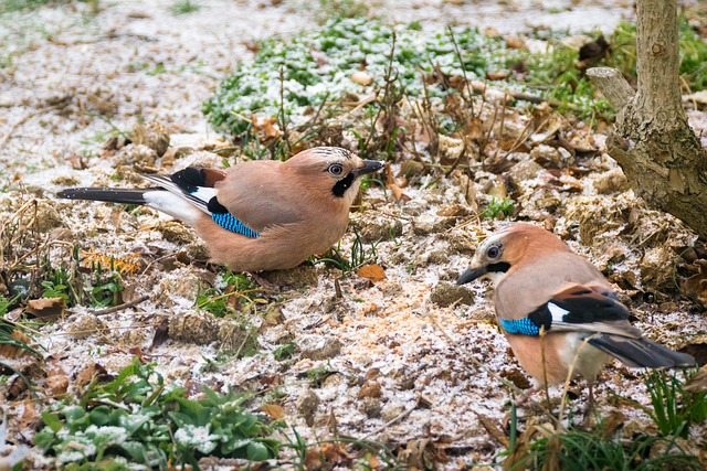 eurasian jay, birds, ground